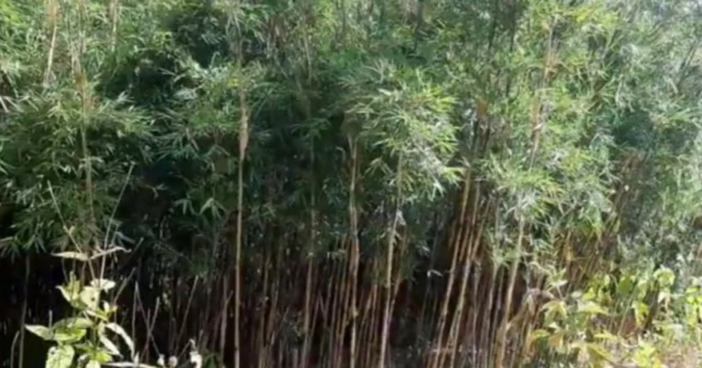 Bamboo Species of Nepal