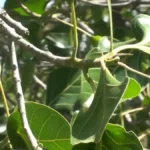 Ficus Krishnae Tree