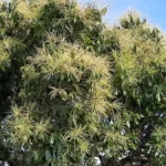 Castanopsis Indica Tree